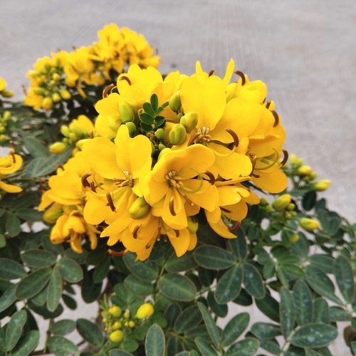 自然萃金雀梅花木本花卉阳台四季