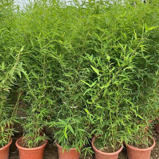 慈孝丛生凤尾竹盆栽竹子庭院围墙篱笆竹苗耐寒青植物米竹盆景绿植