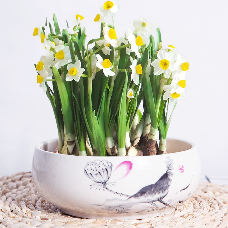 水仙花种球秋冬开花植物室内水养盆栽绿植花卉大球漳州水仙植物