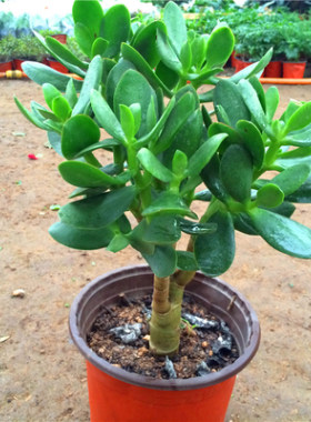 玉树盆栽大叶多肉易养花卉植物