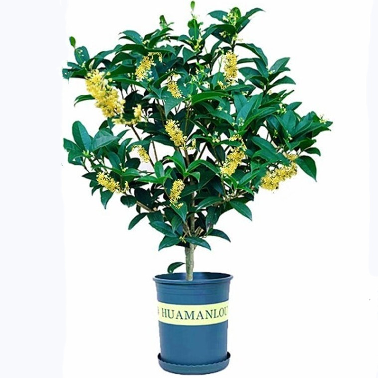 绿植盆栽树苗开花耐寒庭院日香桂