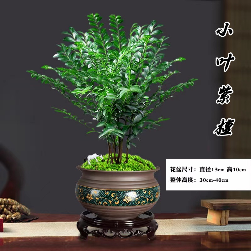 小叶紫檀盆景绿植栽茶室内