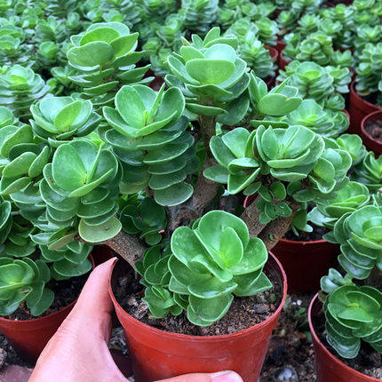 金钱木盆栽老桩多肉植物室内盆栽花卉阳台绿植好养耐旱招财树盆景