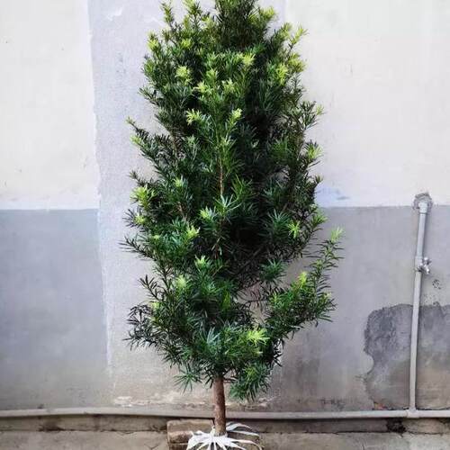 罗汉松树苗大雀舌盆景型庭