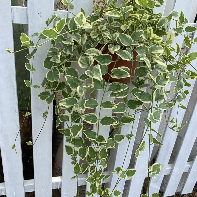 垂吊植物花叶蔓盆栽金边长青藤常春藤吊兰四季常青绿花苗-封面