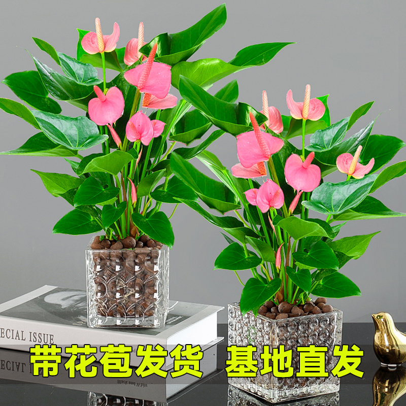 带花粉掌盆栽好养植物土培