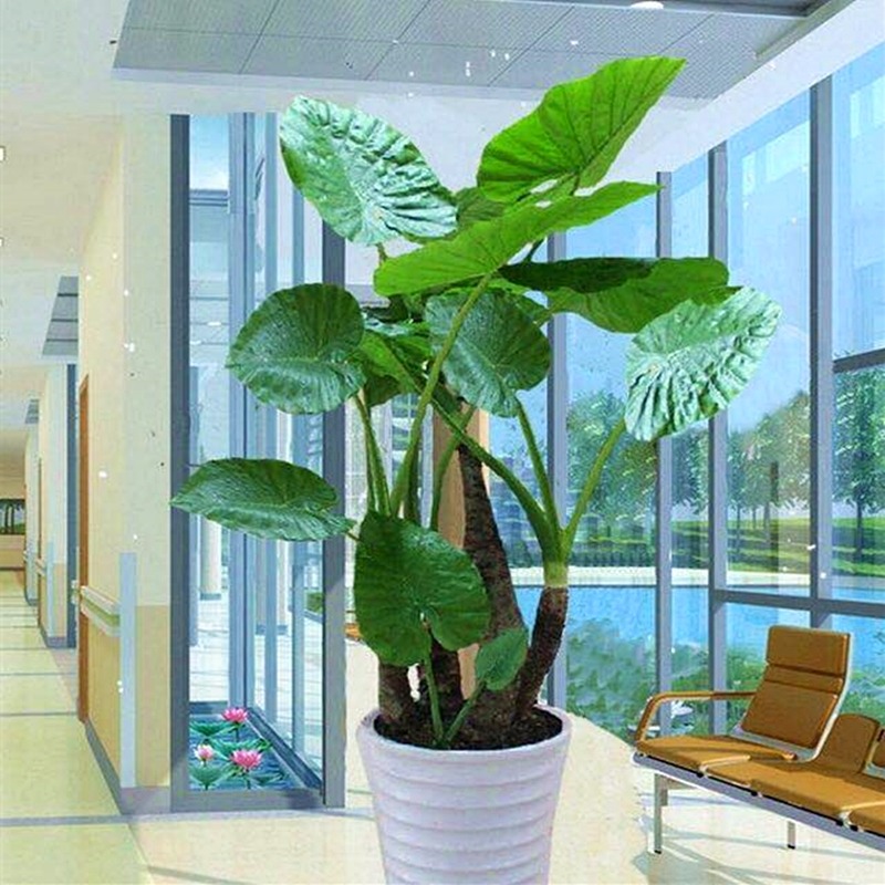 大叶滴水观音绿植盆栽室内阳台客厅盆景植物好养花卉老桩霸王芋花