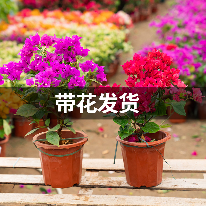 三角梅盆栽带花老桩易活爬藤植物