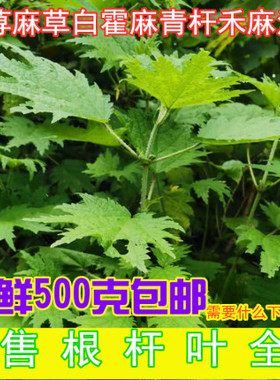 四川新鲜荨麻草蜇人草咬人草白活麻白藿麻叶绿杆荨麻青火麻蝎子草