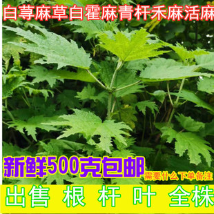四川新鲜荨麻草蜇人草咬人草白活麻白藿麻叶绿杆荨麻青火麻蝎子草