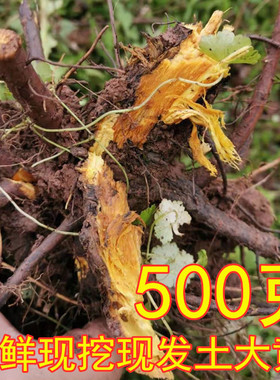 新鲜现挖土大黄500g带根鲜大青假菠菜羊蹄金不换羊皮叶子血三七金
