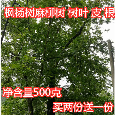 新鲜四川散装麻柳树叶枫杨树