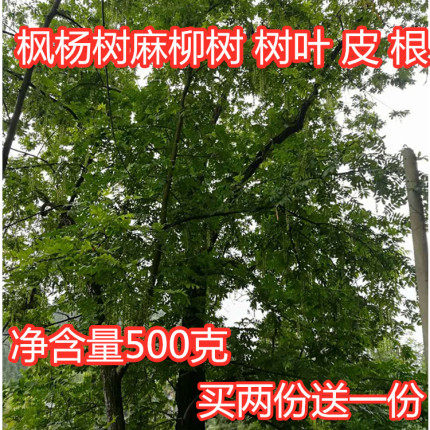 新鲜四川散装麻柳树叶枫杨树