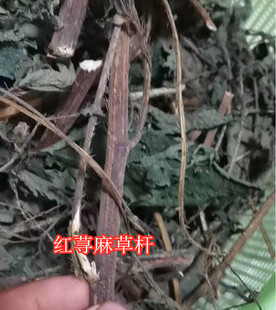 500克萱麻叶干红禾麻草白霍麻根火麻杆野生红荨麻叶茶红活麻藿麻