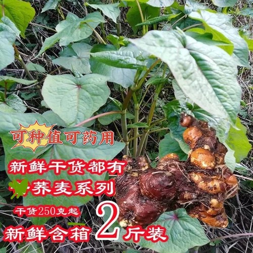 金荞天荞麦四川四川新鲜荞麦根