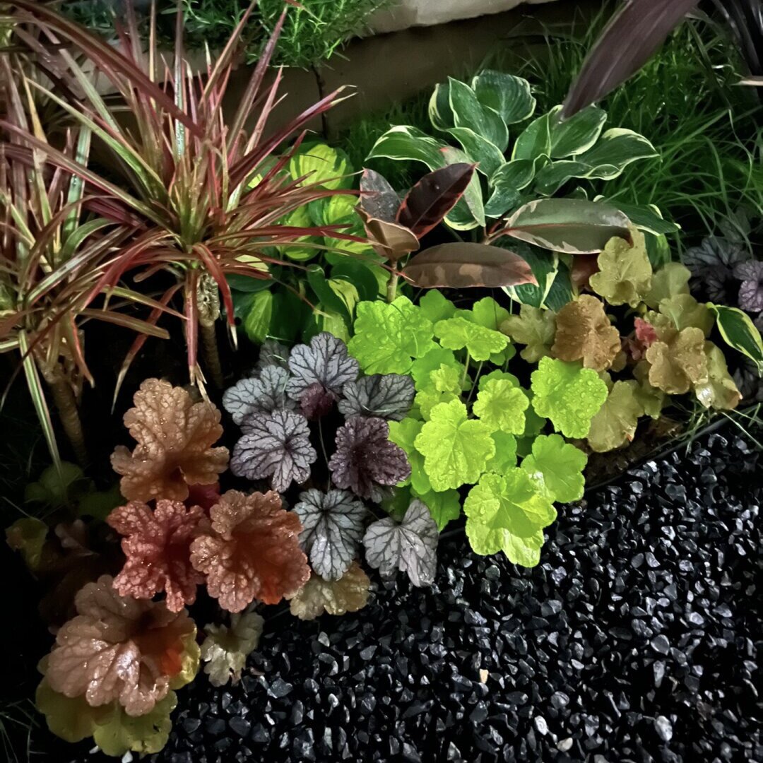 矾根花苗室外搭配花镜庭院盆栽植物四季观叶耐阴耐寒组合草花小苗