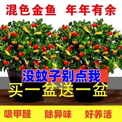 金鱼吊兰盆栽四季观花植物办公室