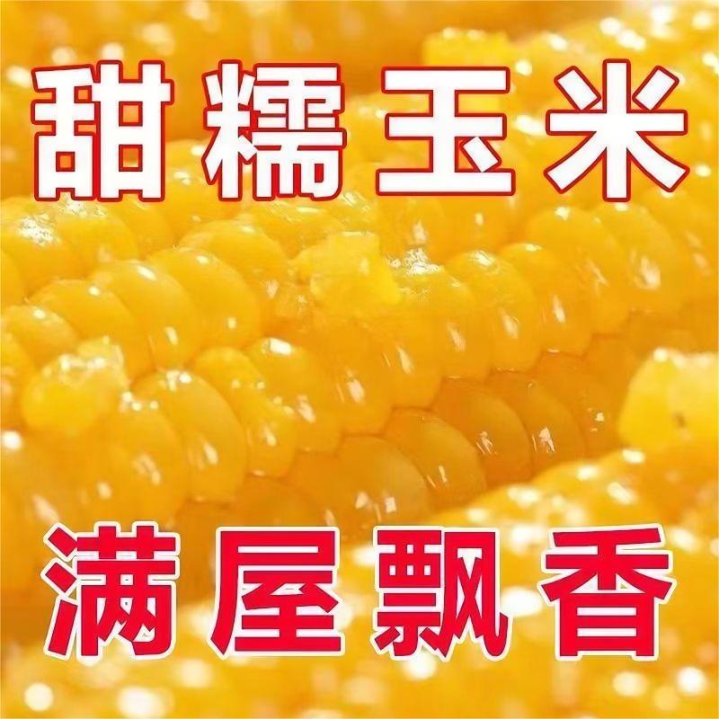 黄糯粘玉米种子一年四季高产春秋