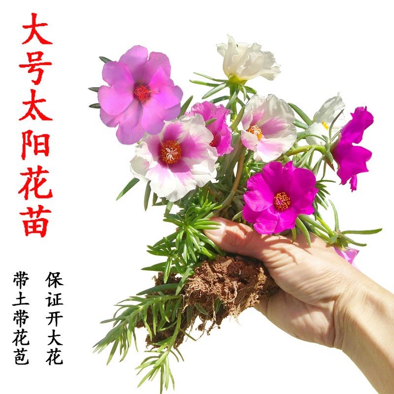 盆栽太阳花四季马齿苋