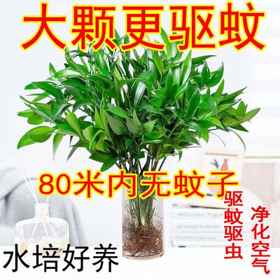 大颗水培驱蚊竹柏养植物盆栽绿室