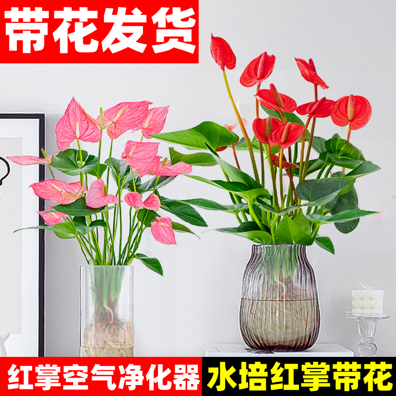 粉掌盆栽水培植物室内好养绿植水养花卉四季常青红掌鲜花一帆风顺 鲜花速递/花卉仿真/绿植园艺 造型盆景 原图主图