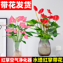 粉掌盆栽水培植物室内好养绿植水养花卉四季常青红掌鲜花一帆风顺