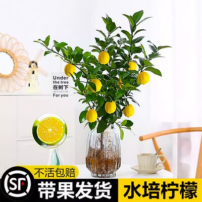 水培植物香柠檬树花卉盆栽秋冬桌