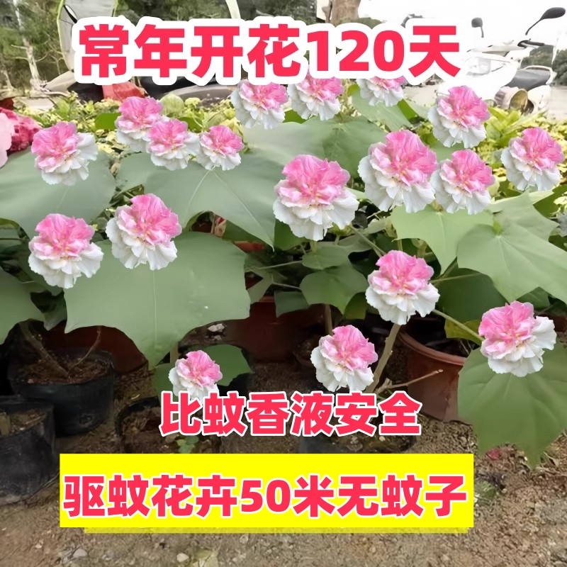 木芙蓉树苗重瓣醉花三变色耐寒