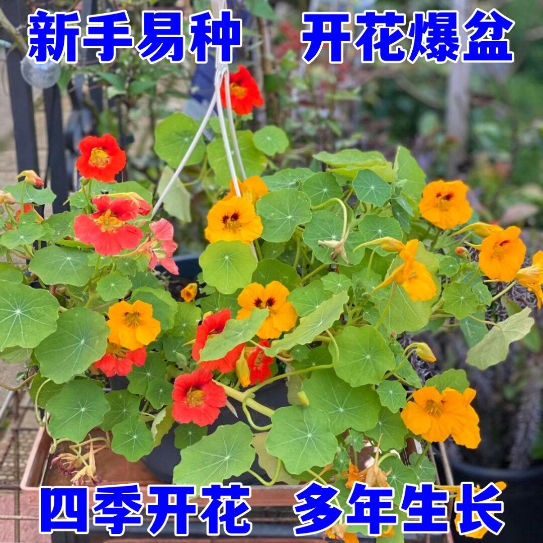 旱金莲种子旱荷花籽垂吊爬藤庭院室内阳台盆栽易活多年生观叶植物