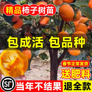 柿子苗树苗嫁接果树苗南北方种植地栽火晶柿脆甜柿子树苗当年结果