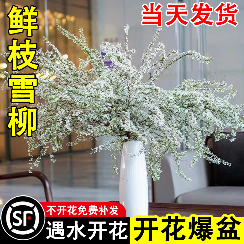 雪柳鲜枝干支水培植物室内客厅花卉盆栽四季水养遇水开花吊钟绿植