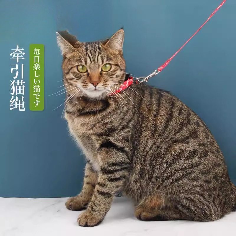 ������Ȧ+�� è��è��ǣ���������Ѳ��ղ���è��è��ǣ����è��ǣ���������Ѳ� 7.8Ԫ