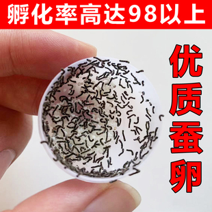 蚕宝宝卵包邮蚕宝宝活体春蚕卵蚕蚕籽送孵化盒送鹅毛新鲜桑叶学生