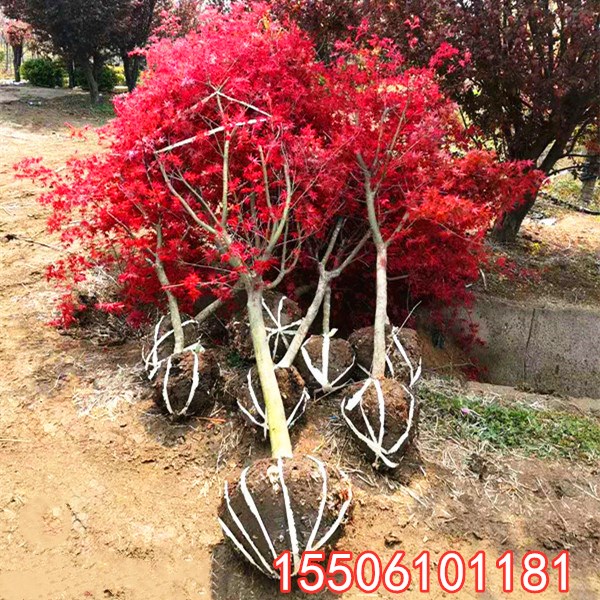 美国红枫树苗小苗绿化苗木花卉北方景观树庭院风景树观赏树彩叶树