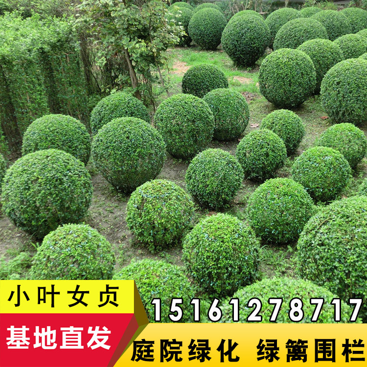 苗圃直销园林绿化苗木庭院植物小叶女贞树苗女贞苗水蜡球四季常青