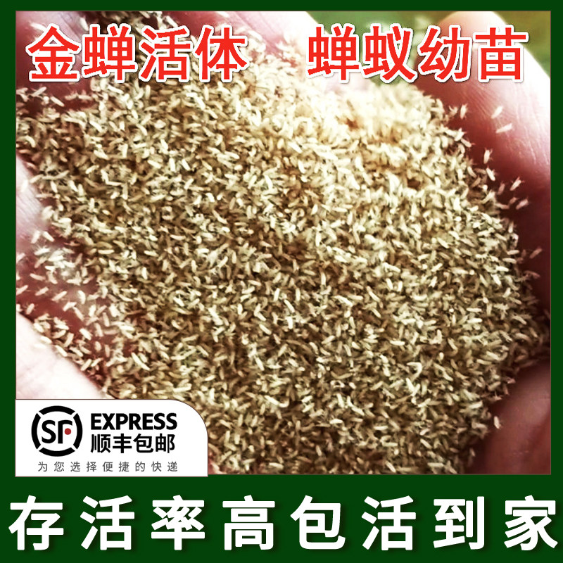 金蝉幼苗知了猴孵化好卵枝活体蝉蚁金蝉子蝉苗养殖金蝉卵幼虫