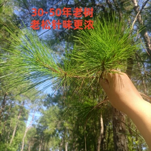 松针茶新鲜马尾松针茶纯松针蒸笼垫天然野生酵素泡茶泡酒做枕头