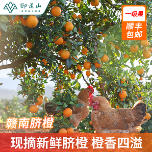 御道山 果园直发【一级果】赣南现摘新鲜脐橙 手剥甜橙应季甜橙