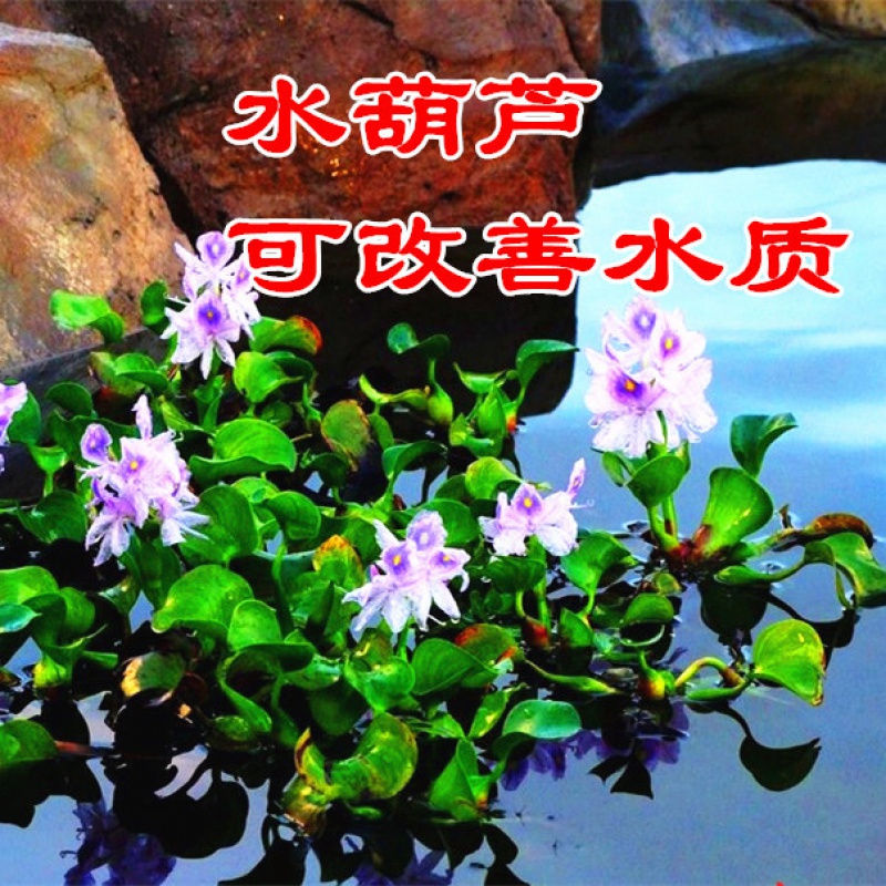 改善水质 水葫芦植物水生花卉盆栽水培绿植池塘绿化鱼缸净化水源