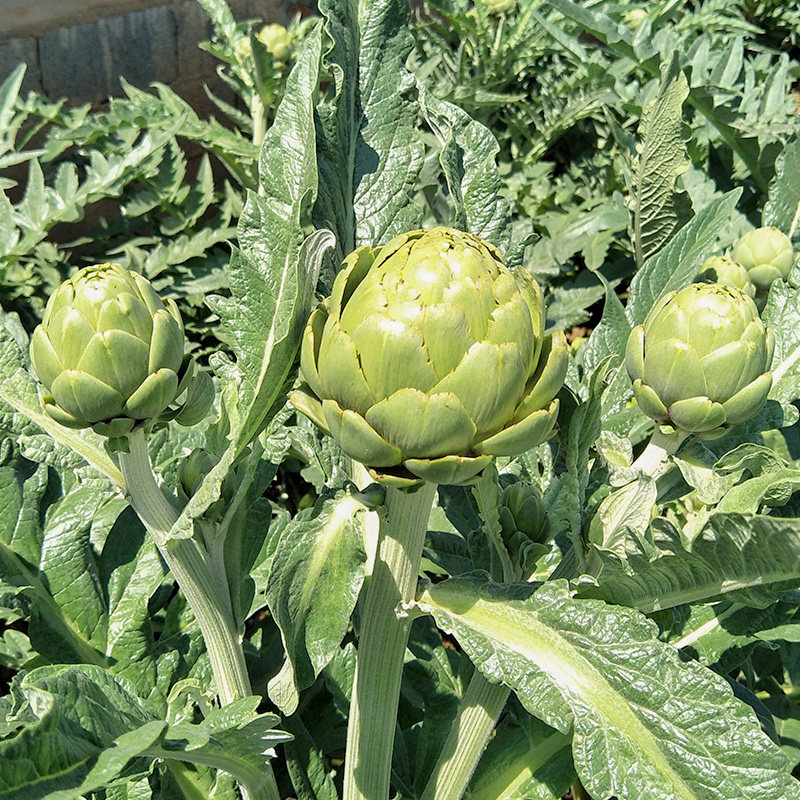 洋蓟新鲜包邮2斤装原生太种值法国百合artichoke西餐朝鲜蓟蔬菜