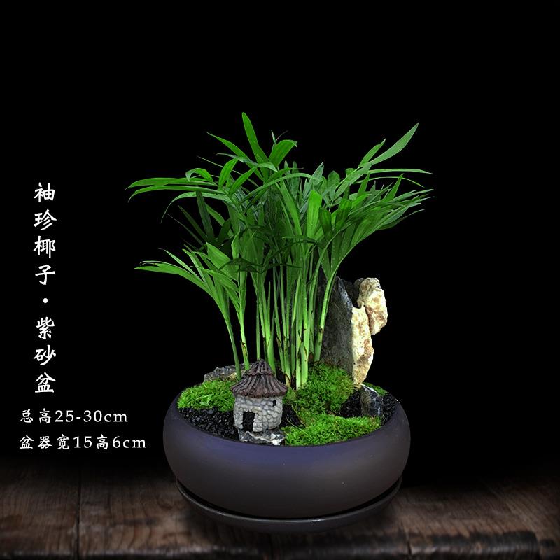 桌面植物室内盆栽办公室绿植花卉好养易活松树桩禅意微景观小盆景
