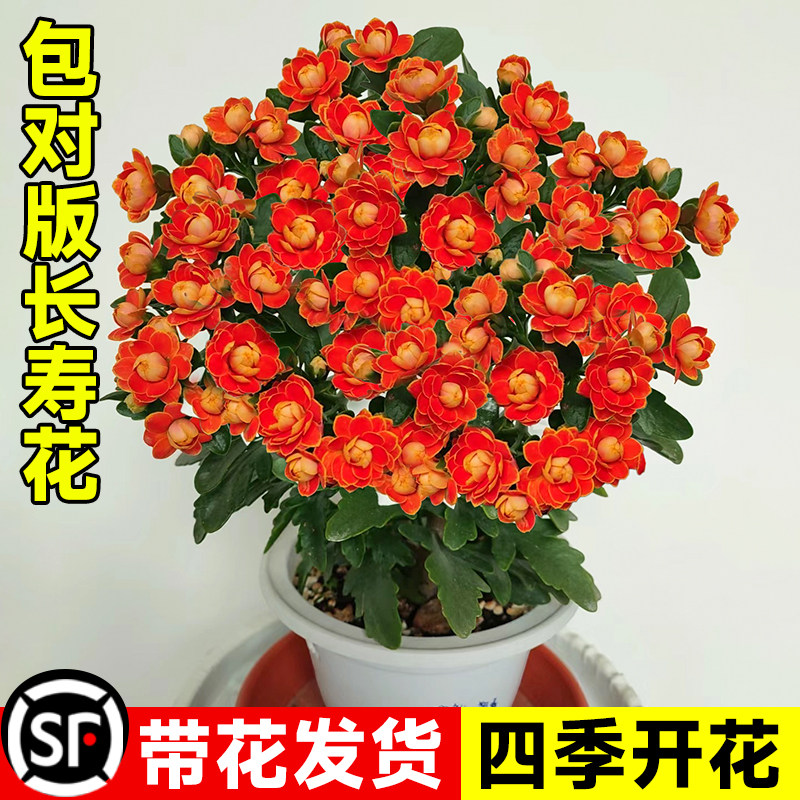 速发长寿花内栽四季开花重瓣大老嫁接精品花桩室盆多肉植物花卉