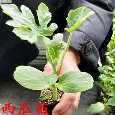 嫁接阳台盆栽早熟无籽蔬菜苗