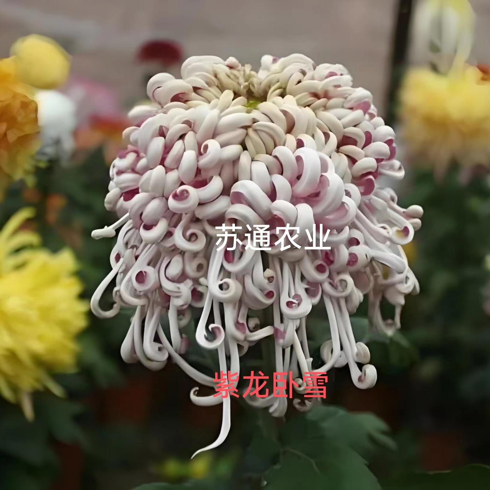 宽半紫龙卧雪菊花苗盆栽带花苞耐寒花卉植物阳台好养易活