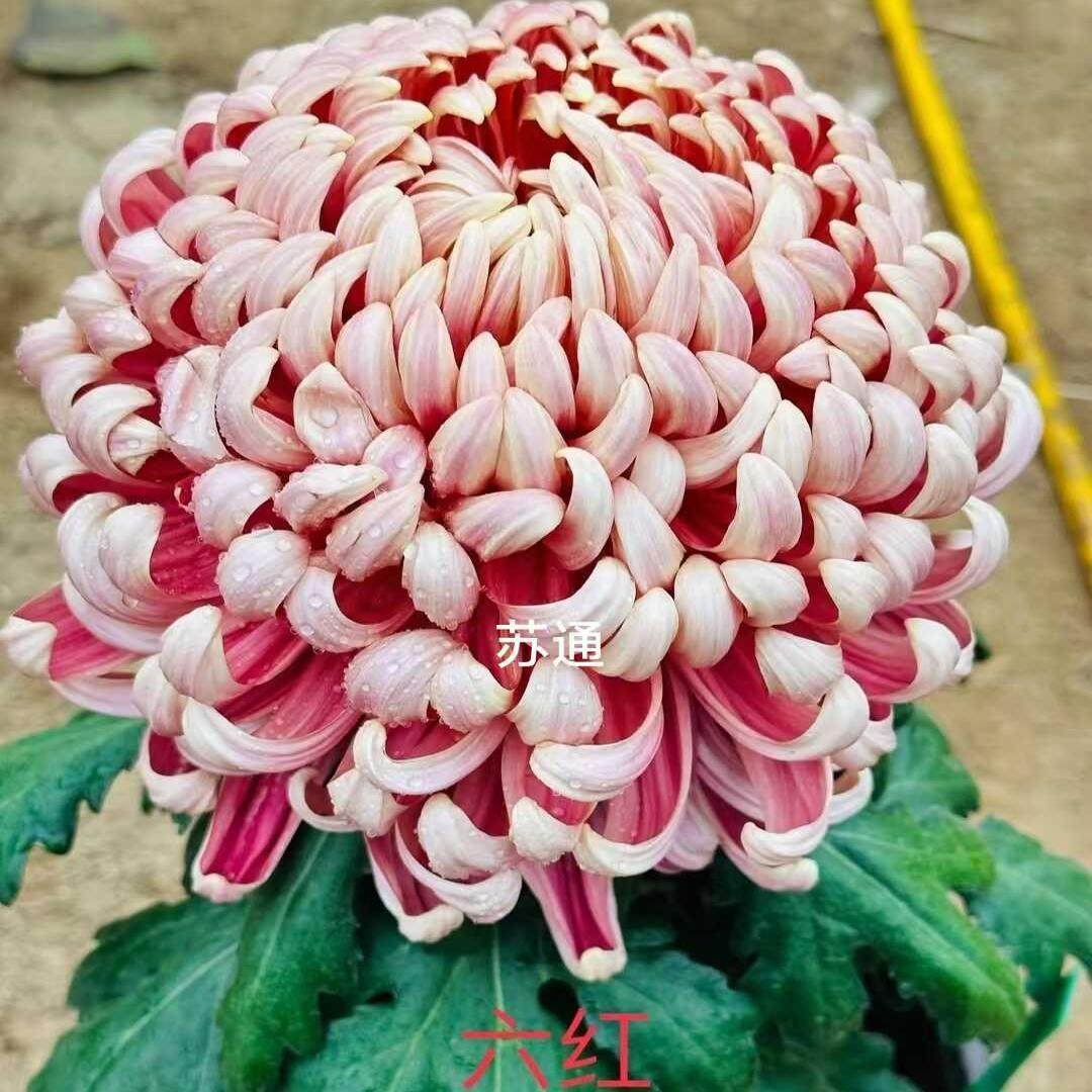国华兼六红菊花苗大花菊花苗好养活室内阳台庭院盆栽花卉