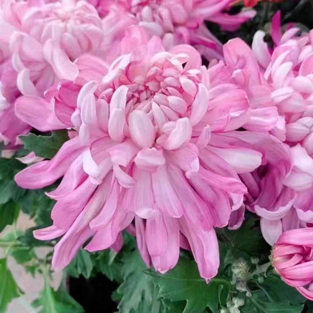 九月大菊菊花阳台陶然醉菊花苗