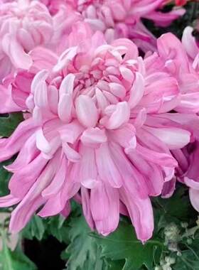 九月大菊菊花阳台陶然醉菊花苗