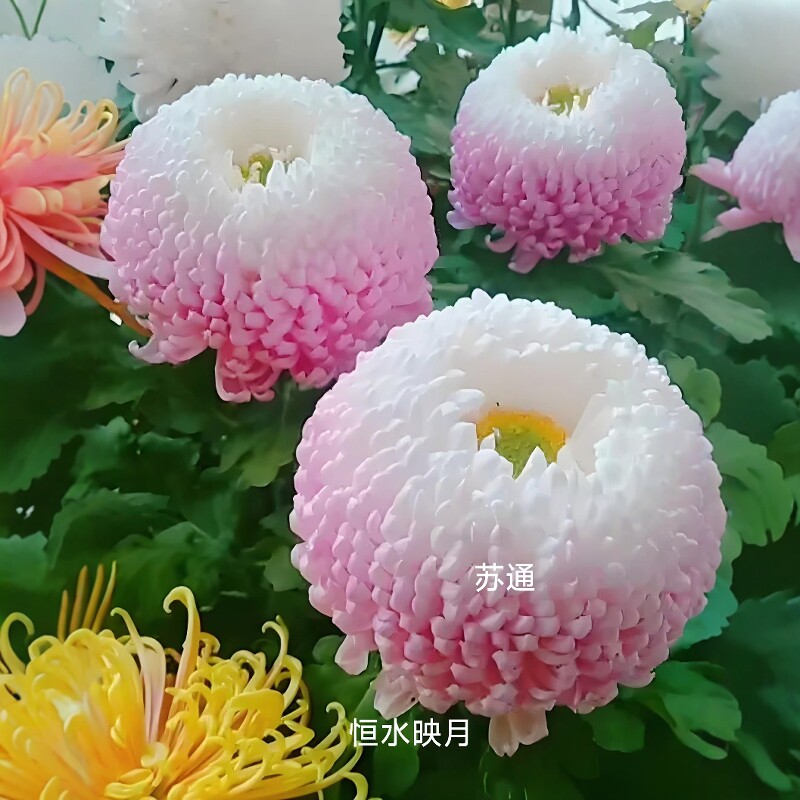 恒水映月菊花苗盆栽带花苞好养活阳台庭院花卉植物千头菊