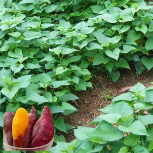 山芋苗 红薯苗 高产紫薯苗可食用地瓜秧红薯种子头茬番薯苗蜜薯香