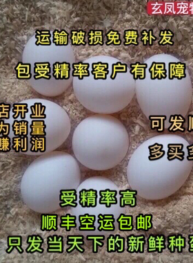 玄凤鹦鹉受精蛋鹦鹉鸟蛋可人工孵化黄化玄凤受精蛋